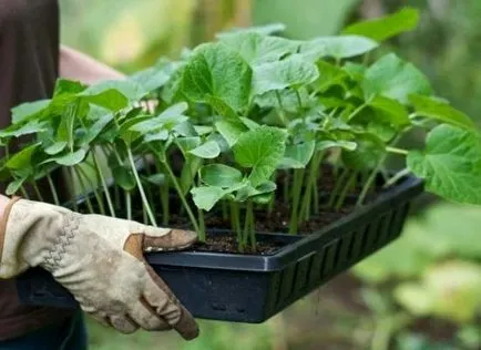 Palánta eladó indítani egy vállalkozást