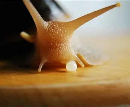 A szaporodási szárazföldi csigák cikk (csiga tenyésztés) A szaporodási szárazföldi csigák cikk