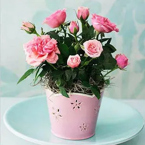 Roses egy bankot szabályok az ellátás az otthoni