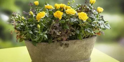 Roses egy bankot szabályok az ellátás az otthoni