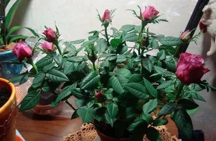 Roses egy bankot szabályok az ellátás az otthoni