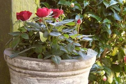 Roses egy bankot szabályok az ellátás az otthoni