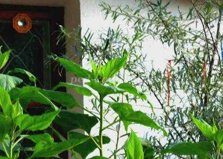 Kertészeti ábra teknős kezüket (felső talaj réteg) Garden alakja egy teknős saját kezűleg