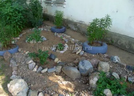 Garden alakja egy teknős saját kezűleg (teknős) Garden alakja egy teknős saját kezűleg