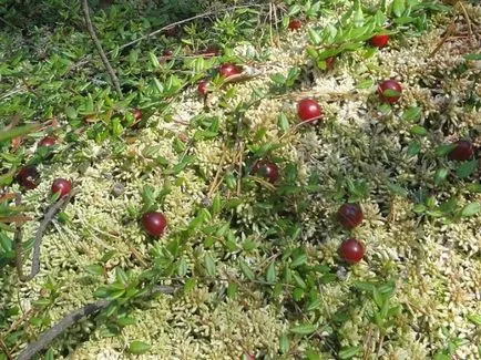 Kertészet áfonya - növekvő otthon