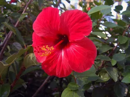Hibiscus Garden - ültetés és tenyésztési, hibiszkusz fotó, termesztése és fenntartása hibiszkusz; típusai és