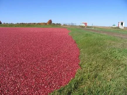 Kertészet áfonya - növekvő otthon