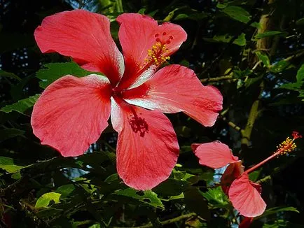 Hibiscus Garden - ültetés és tenyésztési, hibiszkusz fotó, termesztése és fenntartása hibiszkusz; típusai és