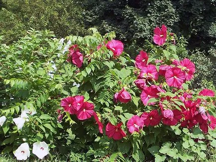Hibiscus Garden - ültetés és tenyésztési, hibiszkusz fotó, termesztése és fenntartása hibiszkusz; típusai és