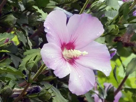 Hibiscus Garden - ültetés és tenyésztési, hibiszkusz fotó, termesztése és fenntartása hibiszkusz; típusai és