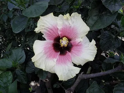 Hibiscus Garden - ültetés és tenyésztési, hibiszkusz fotó, termesztése és fenntartása hibiszkusz; típusai és