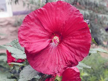 Hibiscus Garden - ültetés és tenyésztési, hibiszkusz fotó, termesztése és fenntartása hibiszkusz; típusai és