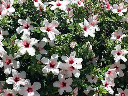 Hibiscus Garden - ültetés és tenyésztési, hibiszkusz fotó, termesztése és fenntartása hibiszkusz; típusai és