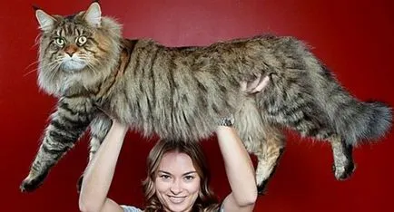 A legnagyobb macska a világon - a forrása a jó hangulat