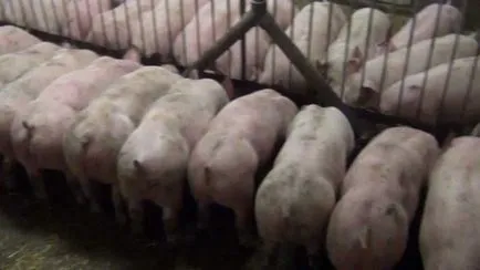 A leghatékonyabb hízósertések otthon hús