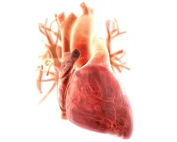 A szindróma korai kamrai repolarizáció - EKG, kezelés, okoz (szívbetegség) A szindróma korai kamrai repolarizáció - EKG, kezelés, okai
