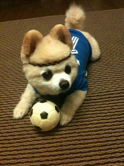 Shunsuke - a legszebb kutya japan 1 (a legjobb) Shunsuke - a legszebb kutya japan 1