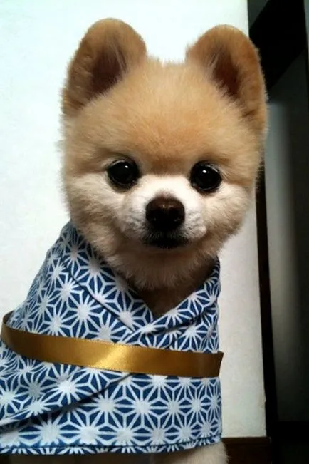 Shunsuke - a legszebb kutya 1 Japán (Japan) Shunsuke - a legszebb kutya japan 1