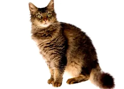 macska