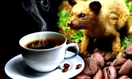 luwak luwak