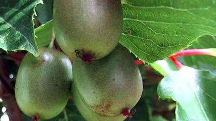 kiwi kivi