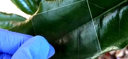телефонів прозоре