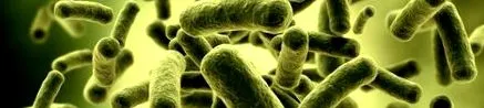 lactobacillus