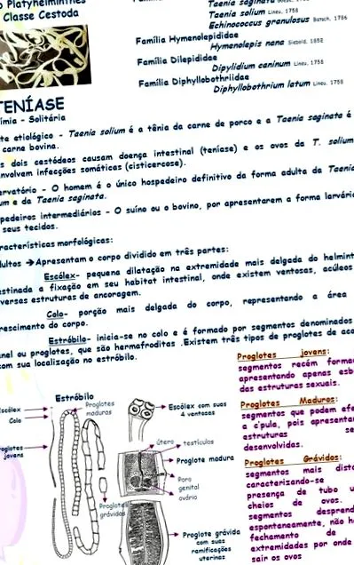 platyhelminthes