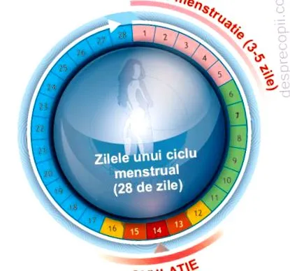 menstruációs