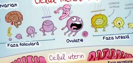 menstruációs