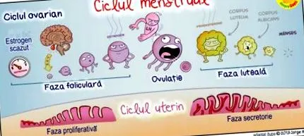 menstruációs