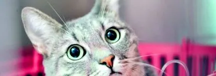 felines