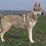 Sulimov dog fotó és az ár, ahol vásárolni, kölykök leírás és a szokásos, a természet és mindent, ami nem tudom,