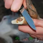 Hány liter tejet egy kecske ad napi áttekintést és fotók