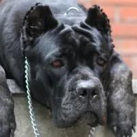 Sulimov kutya - fajta leírás (description) Sulimov kutya - fajta leírása