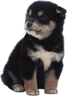 Dog Német juhászkutya jellegét, tartalmát és képzési németjuhász