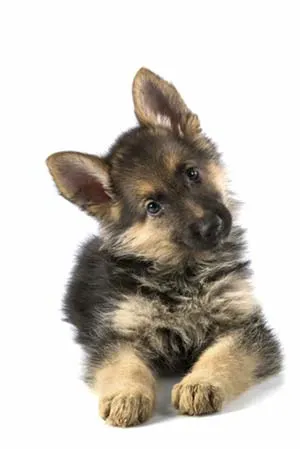 Dog Német juhászkutya jellegét, tartalmát és képzési németjuhász