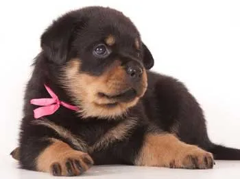 Dog Német juhászkutya jellegét, tartalmát és képzési németjuhász