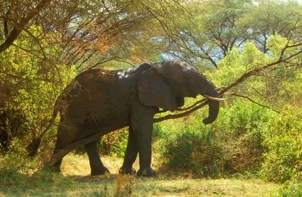 Elefántok, Animal Encyclopedia