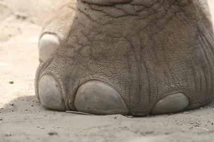 Elefántok, Animal Encyclopedia
