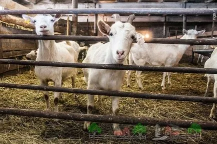 Hány liter tejet egy kecske ad napi áttekintést és fotók