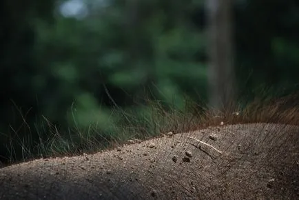 Elefántok, Animal Encyclopedia