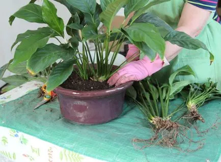 Spathiphyllum transzplantációs műhely, fokok és fényképeket (spatifillyum) Spathiphyllum transzplantációs mesterkurzus, és képeket a lépéseket