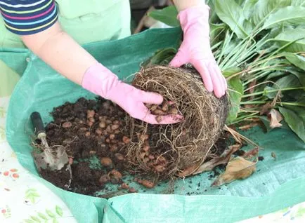 Spathiphyllum transzplantációs műhely, lépcsők és fotók a (hosszabb virágzás Spathiphyllum) Spathiphyllum transzplantációs mesterkurzus, és képeket a lépéseket