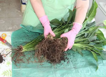 Spathiphyllum transzplantációs műhely, fokok és fényképeket (ápolási trópusi növények) Spathiphyllum transzplantációs mesterkurzus, és képeket a lépéseket