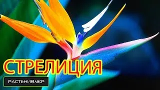 Strelitzia otthoni gondozást, fotók, a faj (madár virágcserép) Strelitzia otthoni gondozást, fotók, faj