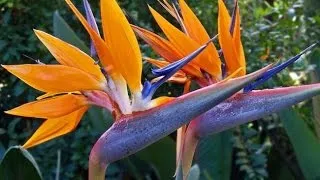 Strelitzia otthoni gondozást, fotók, a faj (madár virágcserép) Strelitzia otthoni gondozást, fotók, faj