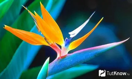 Strelitzia tippeket otthonban
