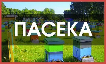 Módja, hogy megvédjük a hangyák a kaptárban