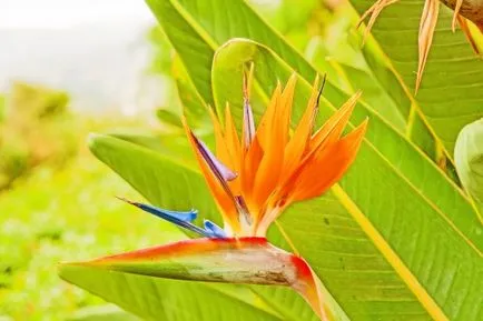 Strelitzia otthoni gondozást, fotók, fajok (ellátás) Strelitzia otthoni gondozást, fotók, faj